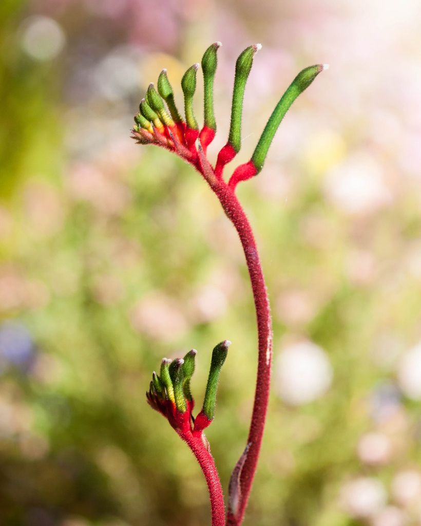 Kangaroo Paw Kangaroo Paw Australian Native Flowers Australian Flowers kangaroo-paw-kangaroo-paw-australian-native-flowers-australian-flowers