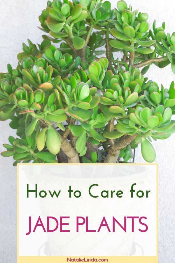 How to Care for a Jade Plant