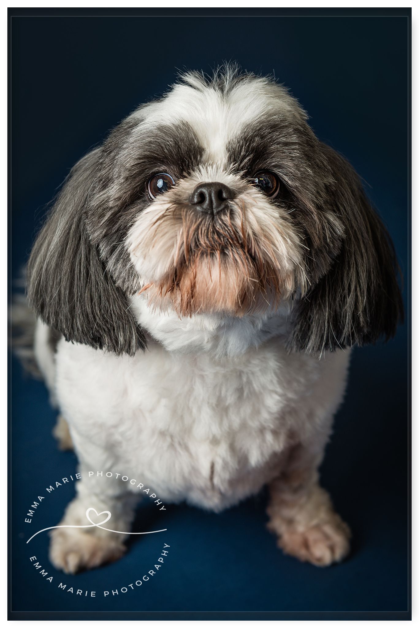 Fine Art Pet Portrait Photography Emma Marie Photography Pet