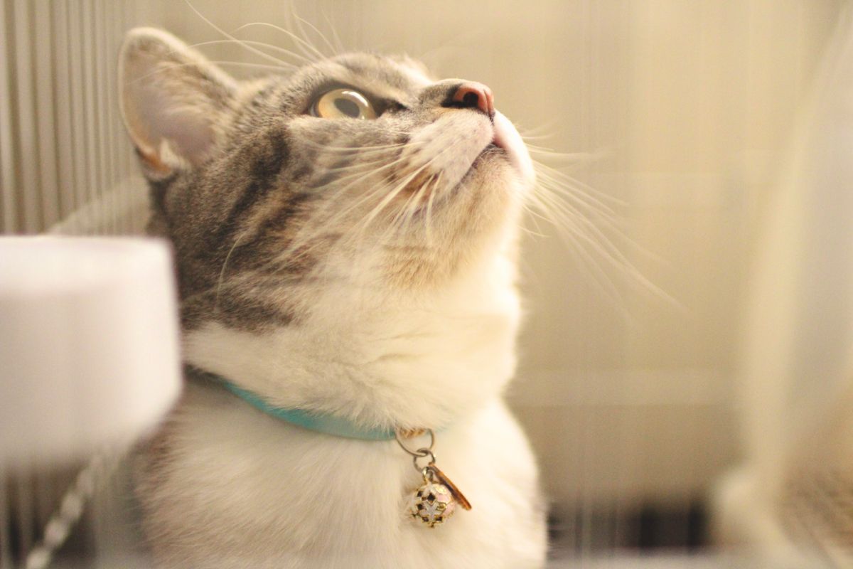 Pin Auf ちょこ ねこ のまったり日常生活 Pin Auf ちょこ ねこ のまったり日常生活