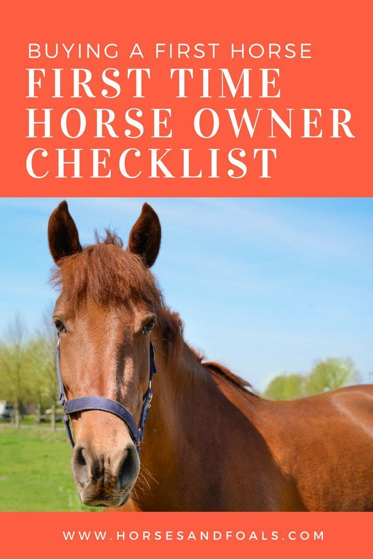 Buying Your First Horse Is Very Exciting And It Is An Important buying-your-first-horse-is-very-exciting-and-it-is-an-important