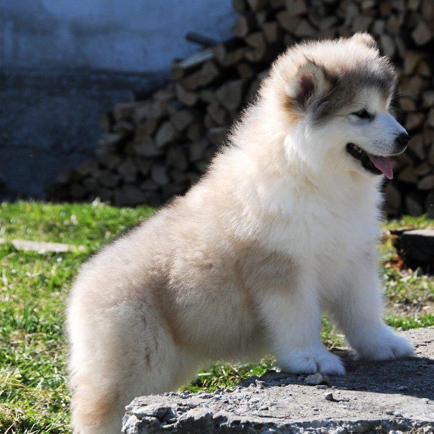 [New] The 10 Best Home Decor (with Pictures) Alaskan