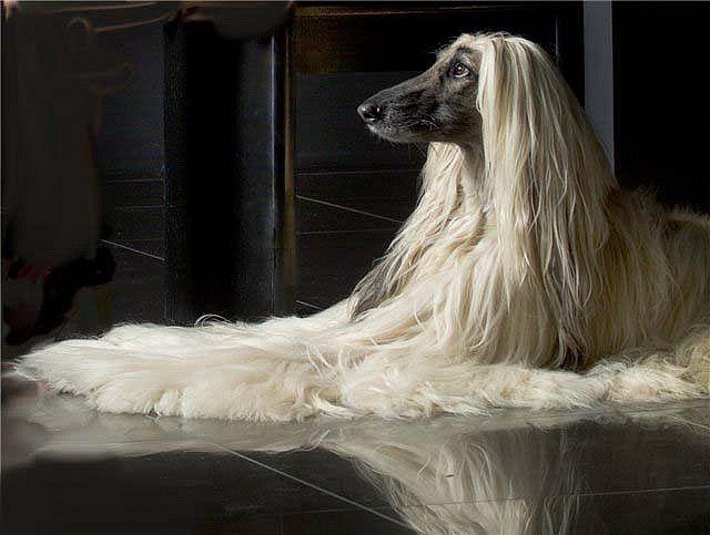 Afghan Hound Kennel Vechnost Afghan Hound Dog Breeds Beautiful