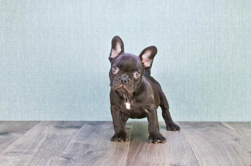 French Bulldog Puppies For Mixed Small Breed French Bulldog Puppies For Mixed