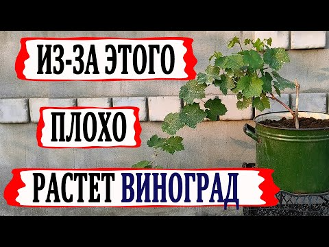 🍇 Никогда ТАК не ПОДВЯЗЫВАЙТЕ побеги ВИНОГРАДА. Вот почему не растут МОЛОДЫЕ КУСТЫ. - YouTube Novelty, Garden, Youtube, House, Quick, Ideas, Garten, Home, Lawn And Garden