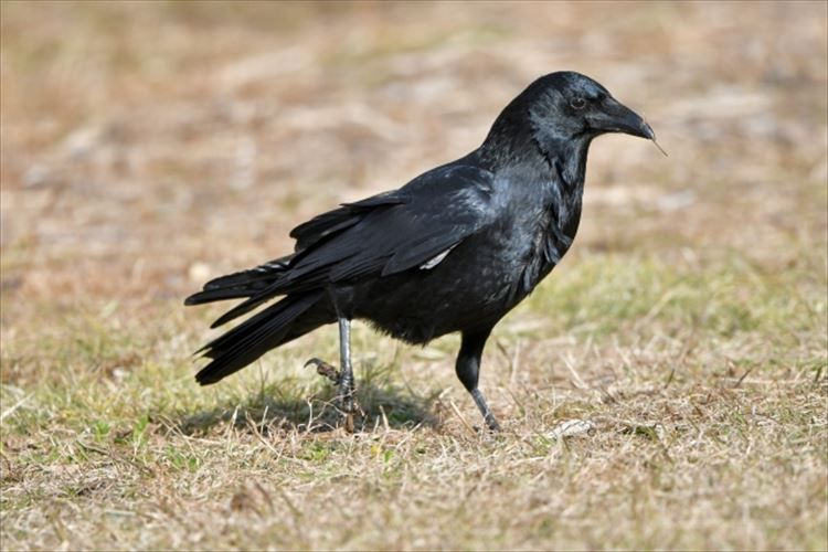 カラス ペット 鳴き声 Fa カラス ペット 鳴き声 Fa