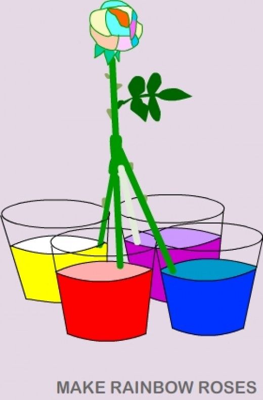 How To Make Rainbow Roses A Step By Guide Crafty Do Not Choose A Red Or Pink Rose To Color Colors Should Be Water Soluble Blended Very Well With