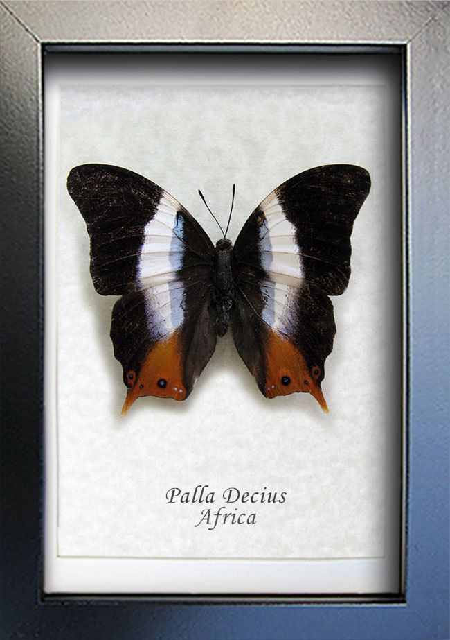 Map Wing Cyrestis Nivea Real Butterfly Entomology Collectible Framed In Shadowbox