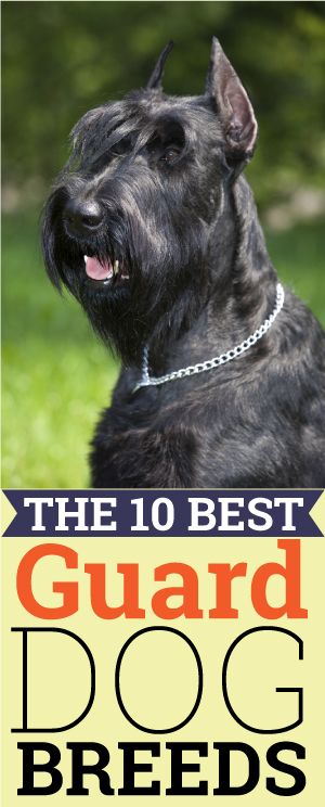 Http Iheartdogs Com The Least Obedient Dog Breeds Http Iheartdogs Com The Least Obedient Dog Breeds