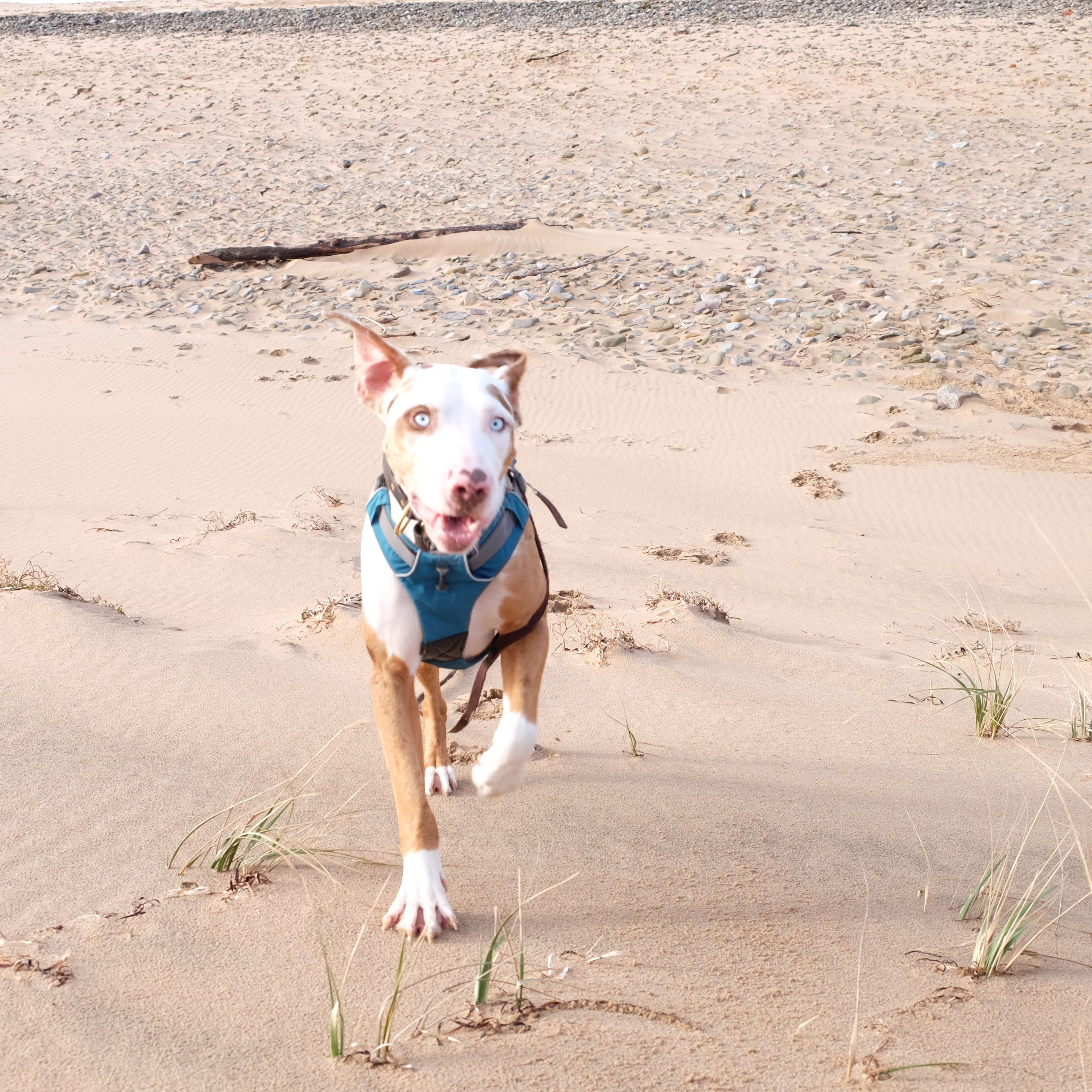 Odin, Shooting Star Catahoulas | Catahoula leopard dog ...