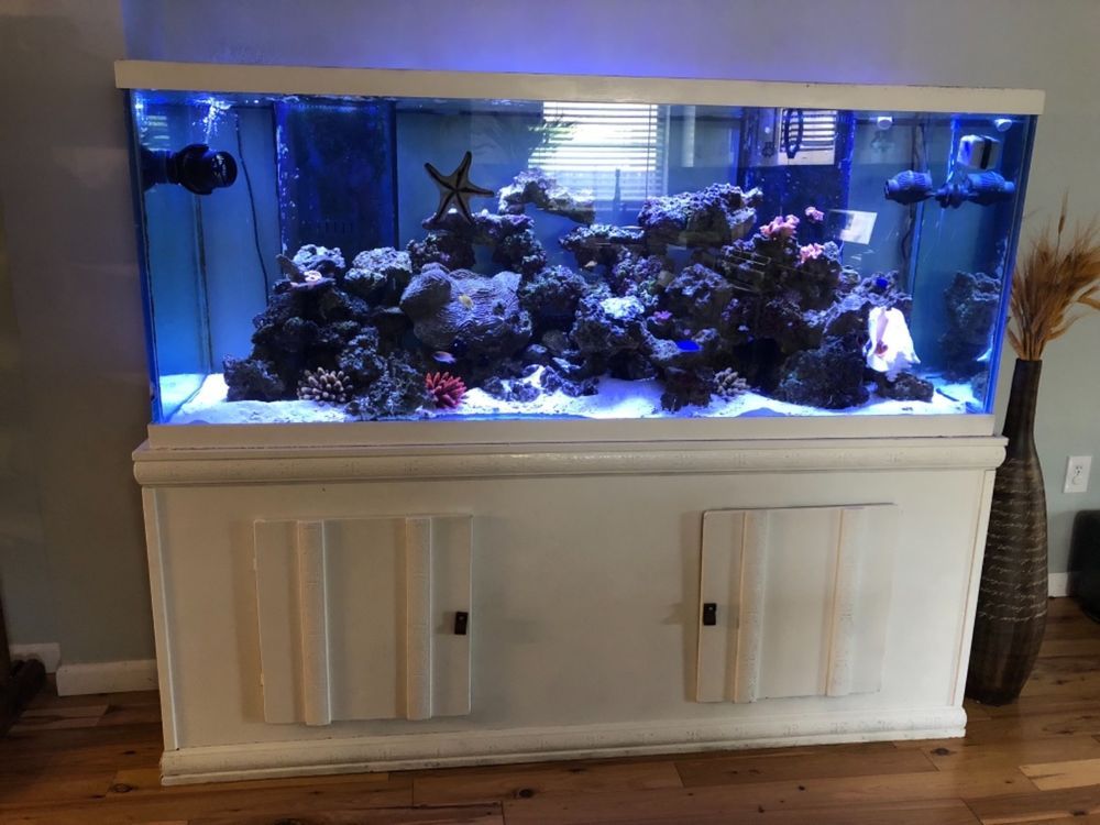 250 gallon saltwater fish
