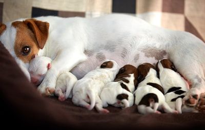 Chiots Jack Russel Lof A Vendre Elevage Allier Elevage Puy De Dome Auvergne Rhones Alpes Region Parisienne Chiot Jack Russel Chiot Chien Jack Russel Chiots Jack Russel Lof A Vendre Elevage Allier Elevage Puy De Dome Auvergne Rhones Alpes Region Parisienne Chiot Jack Russel Chiot Chien Jack Russel