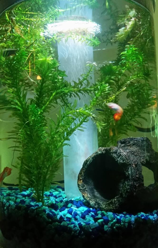15 Floating Aquarium Plants for Beginner Freshwater Aquarists | Aquanswers Freshwater Fish For Sale, Freshwater Aquarium Plants, Live Aquarium Plants, Planted Aquarium, Aquarium Fish, Live Plants, Tropical Fish Store, Stock Tank Pool Diy