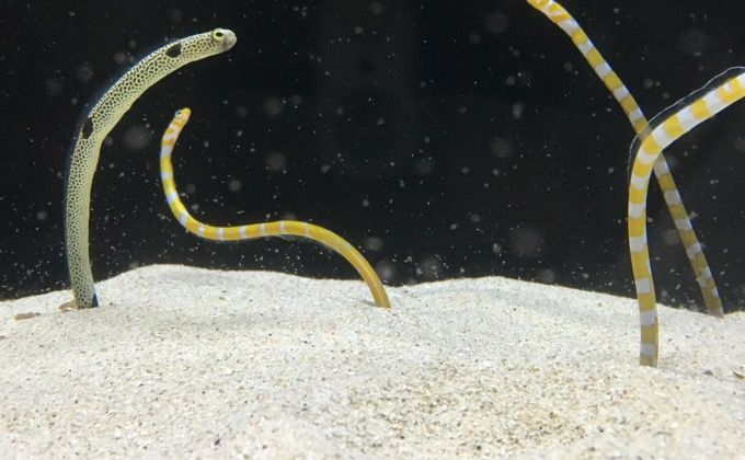 チンアナゴとは 生態と特徴 飼育方法を紹介 かかる費用や水槽の大きさ おすすめの餌は Woriver チンアナゴ ダンゴウオ フウセンウオ
