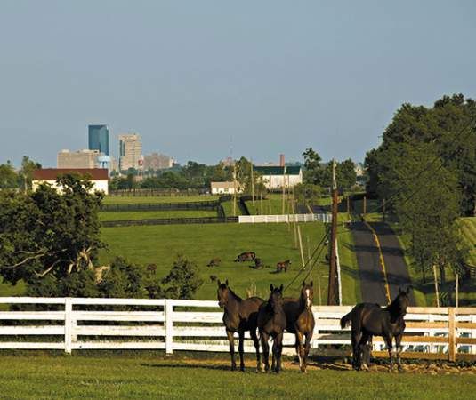 Neat Pic Of Lexington Ky Skyline With Horses Cheap Car