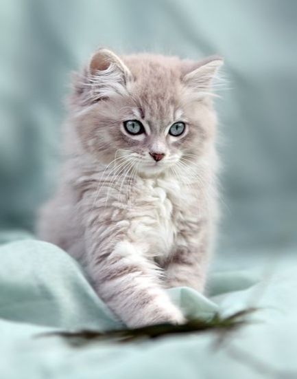 Love this photo; adorable kitten and fantastic lighting and color. It highlights the kittens eyes. #cutekittens #kittens #catsandkittens kittens adorable |cutest kittens ever |cutest kitten | kittens cute #adorablekittens