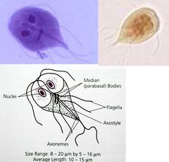 quizlet de giardia)