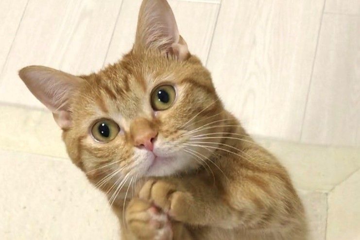 おねだりするネコさん 最後はハイタッチも 上手なアピールに海外からも大反響 何度見てもかわいい Hint Pot イラスト ねこ ハムスター 動画 子猫 おねだりするネコさん 最後はハイタッチも 上手なアピールに海外からも大反響 何度見てもかわいい Hint Pot イラスト ねこ ハムスター 動画 子猫