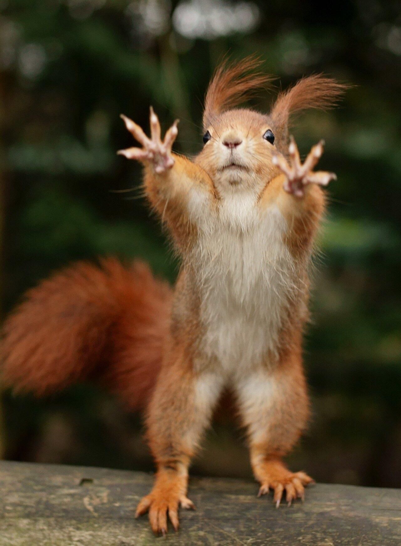 Psbattle This Red Squirrel Psbattle This Red Squirrel
