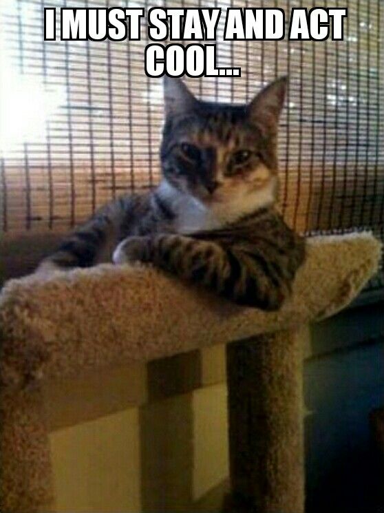 Sup Funny Animal Pictures Funny Animals Cute Animals Funniest sup-funny-animal-pictures-funny-animals-cute-animals-funniest