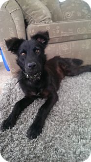 Calgary Ab Labrador Retriever Chow Chow Mix Meet Zorro A Puppy