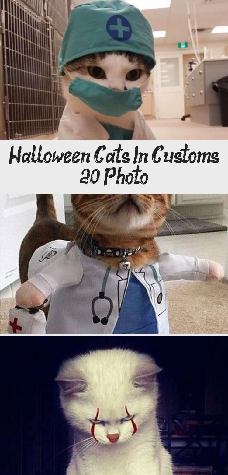 Halloween-Katzen im Zoll (20 Foto) - LOL WARUM #KatzeBasteln #KaterKatze #KatzeC ... #katzengeburtstag