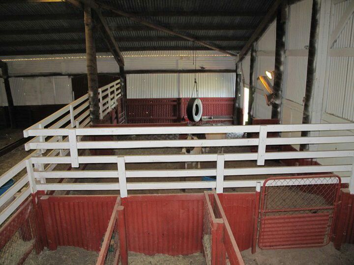 Buck Pen Goat Barn Sheep Farm Farm Life Buck Farming Goats Buck Pen Goat Barn Sheep Farm Farm Life Buck Farming Goats