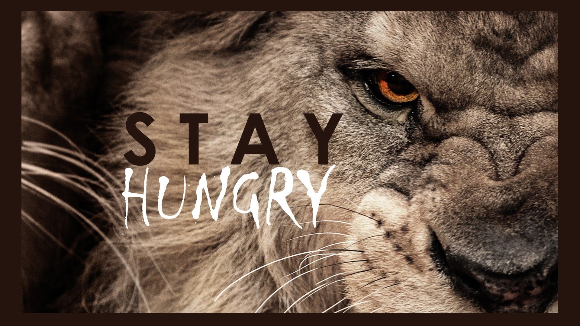 When A Lion Is Hungry Quotes lion wallpaper stay hungry | Animal wallpaper, Lion wallpaper