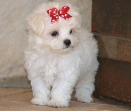 Adopt Midge on Petfinder Maltese dogs, Little dogs, Dogs