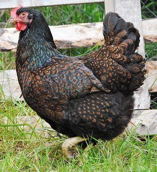 Barnevelder Chickens Chickens Barnevelder Chicken Pet Chickens