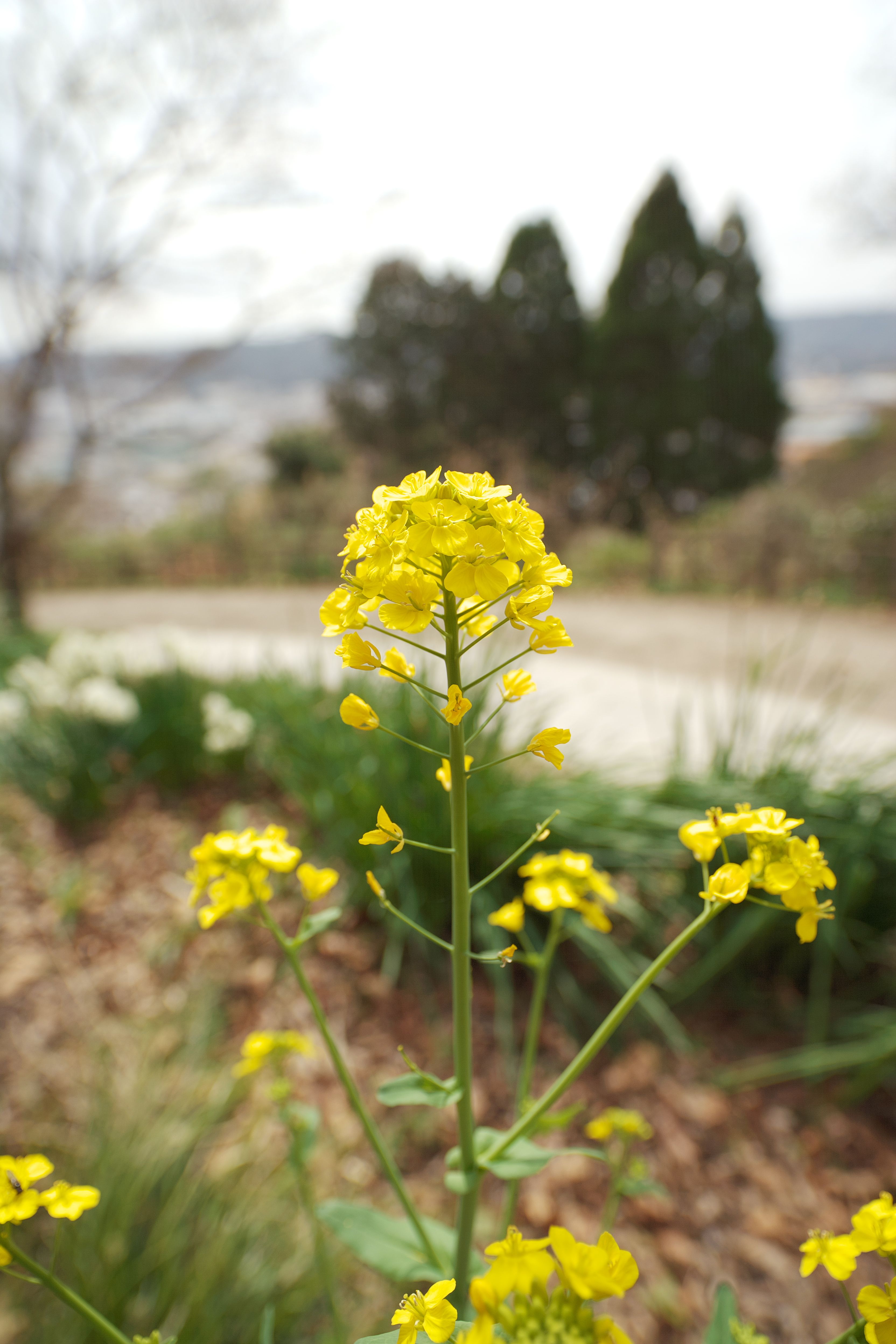 たんぽぽ 菜の花 のアイデア 件 22 菜の花 たんぽぽ 花 たんぽぽ 菜の花 のアイデア 件 22 菜の花 たんぽぽ 花
