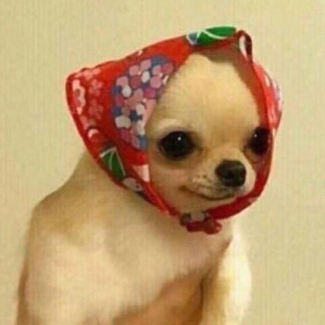 Pin By Browwitch On Jwm Cute Memes Animal Memes Funny Dog Memes