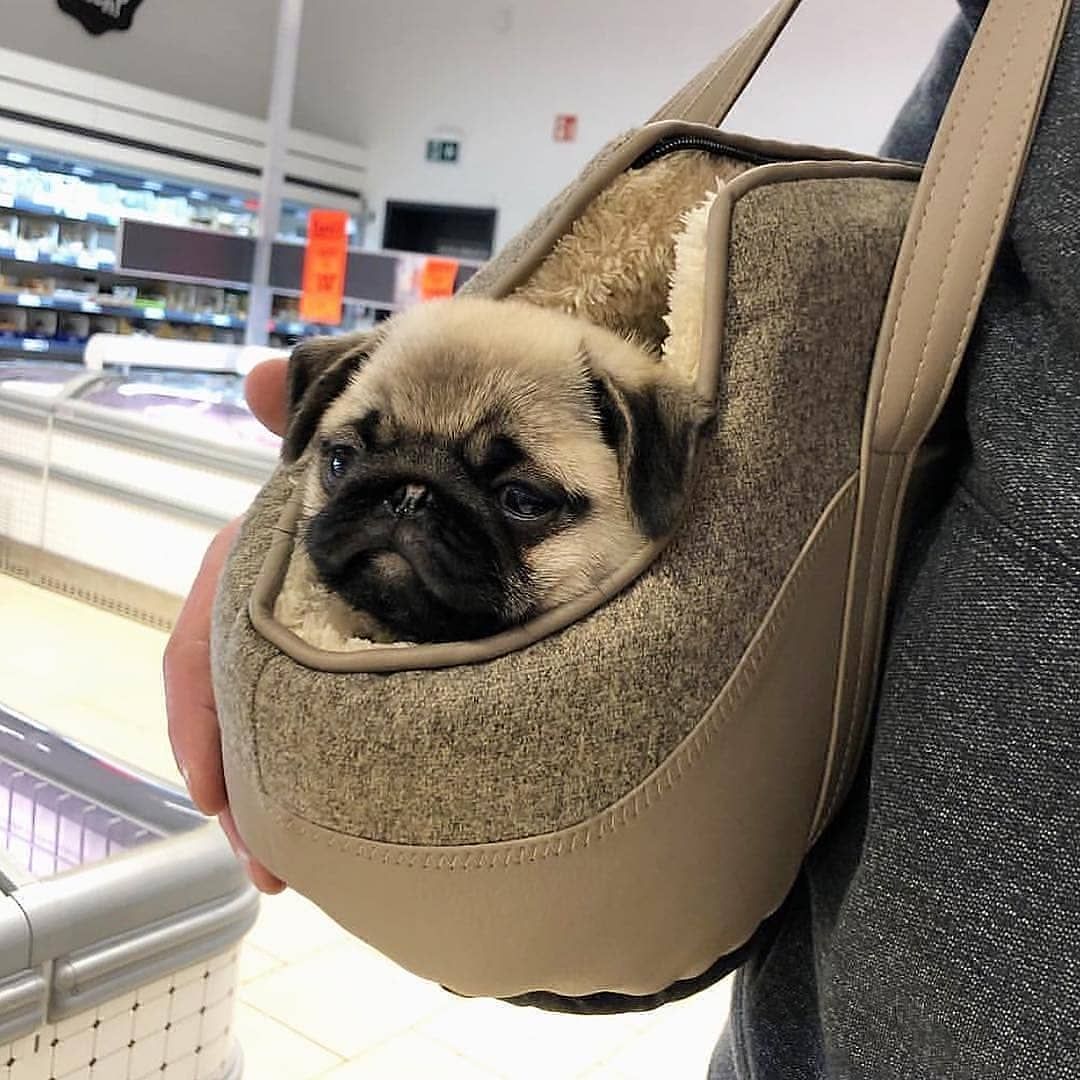 Pugs On Instagram A Friend Follow Our Page Pug Owners Pug Owners Credits To Gaga The Pug おもしろパグ パグ犬 かわいい パグ Pugs On Instagram A Friend Follow Our Page Pug Owners Pug Owners Credits To Gaga The Pug おもしろパグ パグ犬 かわいい パグ