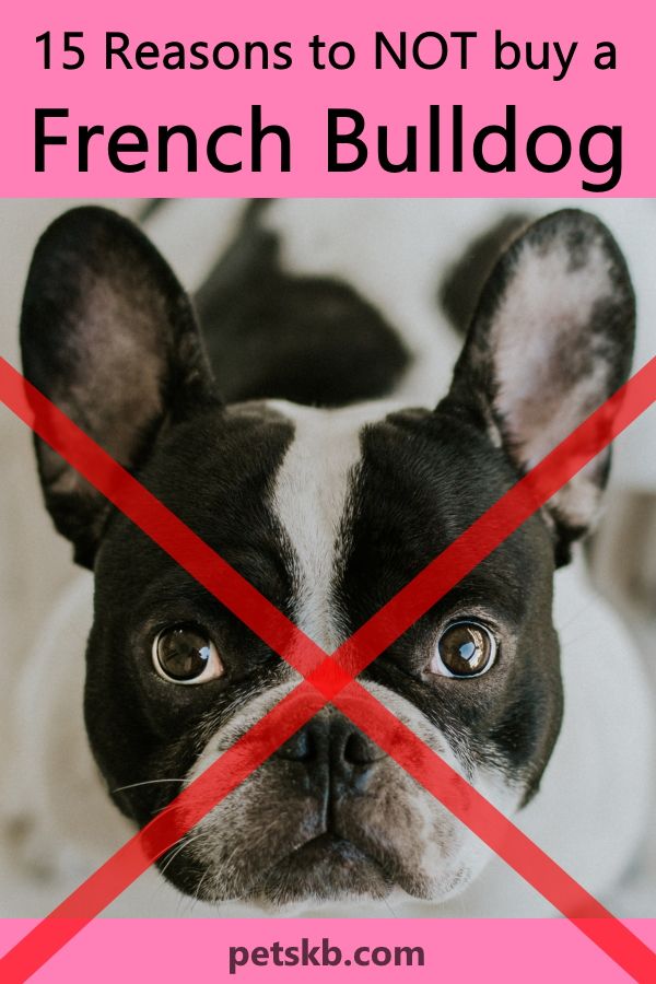 15 Reasons to NOT Buy a French Bulldog