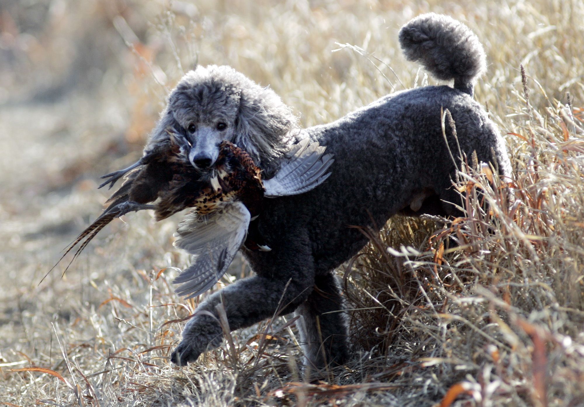 That Dog Hunts Yes Poodles Can Make Good Hunting Dogs Too