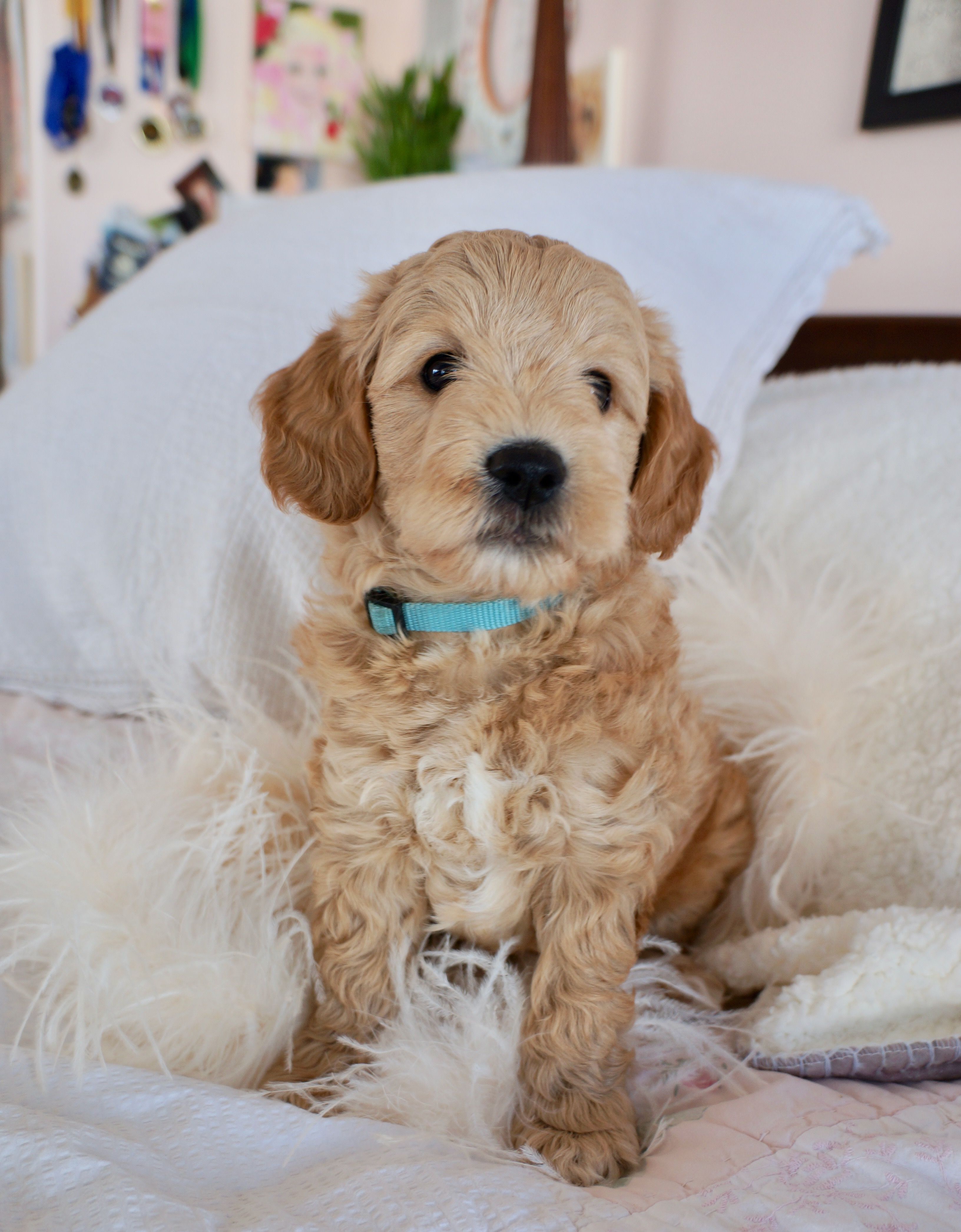 Australian Goldendoodle Goldendoodle puppy, Goldendoodle puppy for