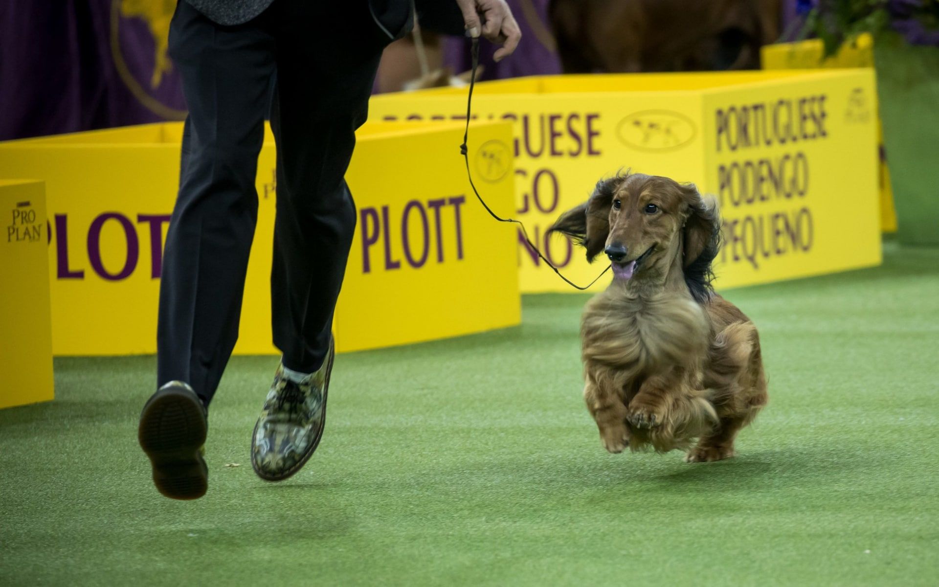 Westminster Kennel Club dog show 2019, in pictures Westminster dog