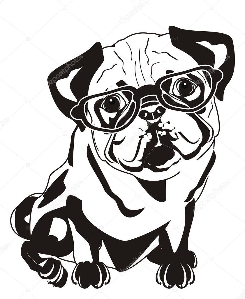 Black White Pug Glasses Stock Photo Sponsored Pug White