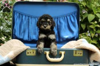 Lexi Standard Poodle Puppy For Sale In Pennsylvania Poodle