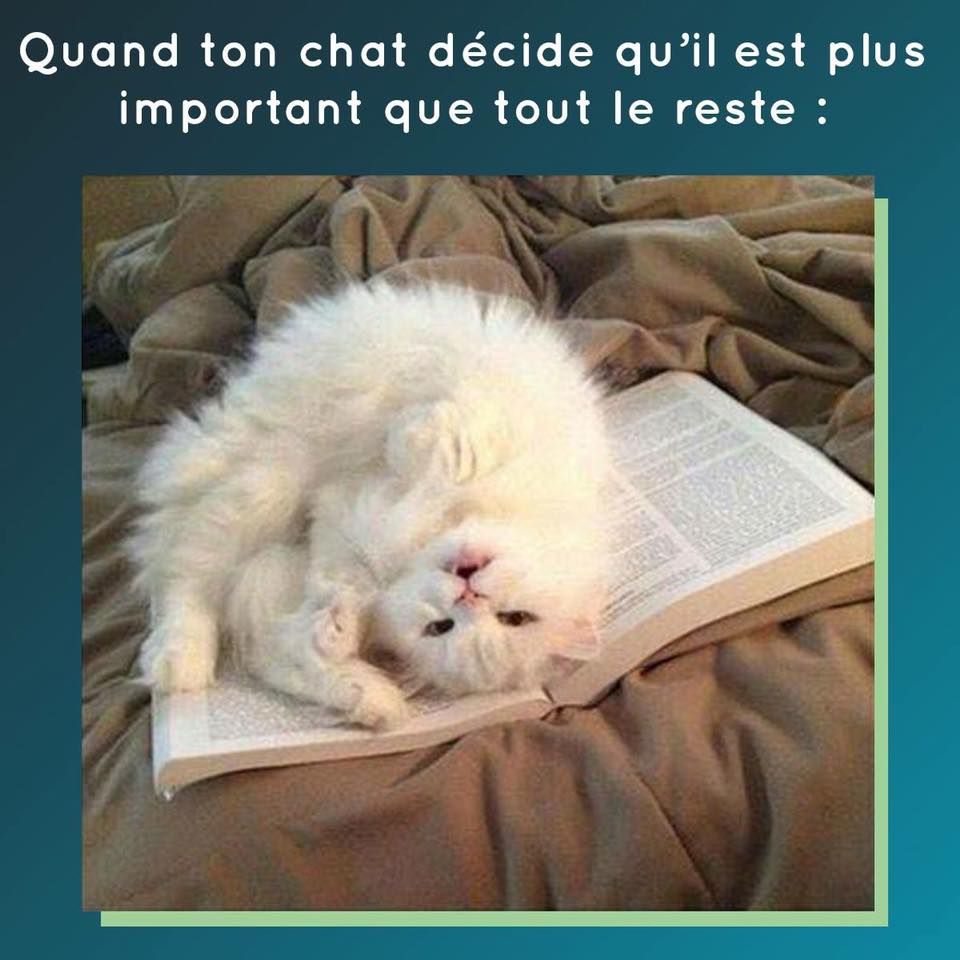 Quand Ton Chat Decide Qu Il Est Plus Important Que Tout Le Reste Citations Chaton Memes D Animaux Droles Humour Animaux Quand Ton Chat Decide Qu Il Est Plus Important Que Tout Le Reste Citations Chaton Memes D Animaux Droles Humour Animaux