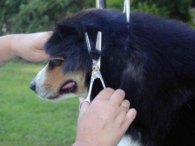 aussie brandywine shears