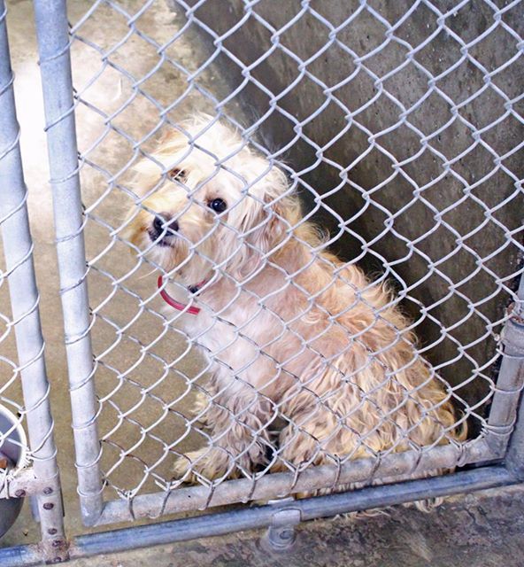 07 07 14 Odessa Please Help Female Terrier Mix 1 2 Years Old