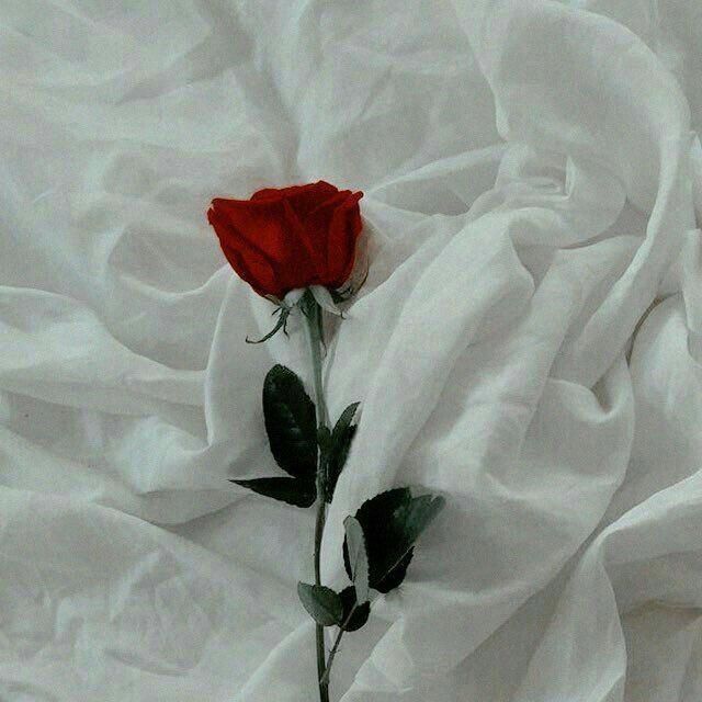 picture Aesthetic Red Roses White Background astheticwallpaperiphoneblack aesthetic roses flower aesthetic red roses wallpaper