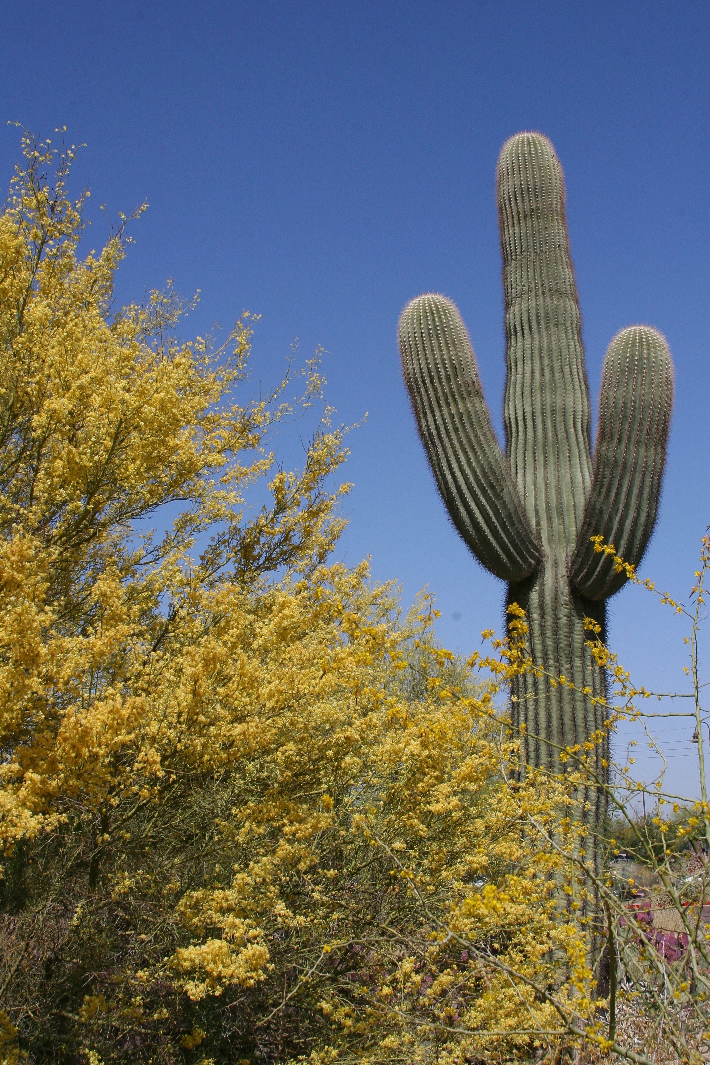 Saguaro Cactus & Palo Verde Riparian Preserve, Gilbert, AZ ...