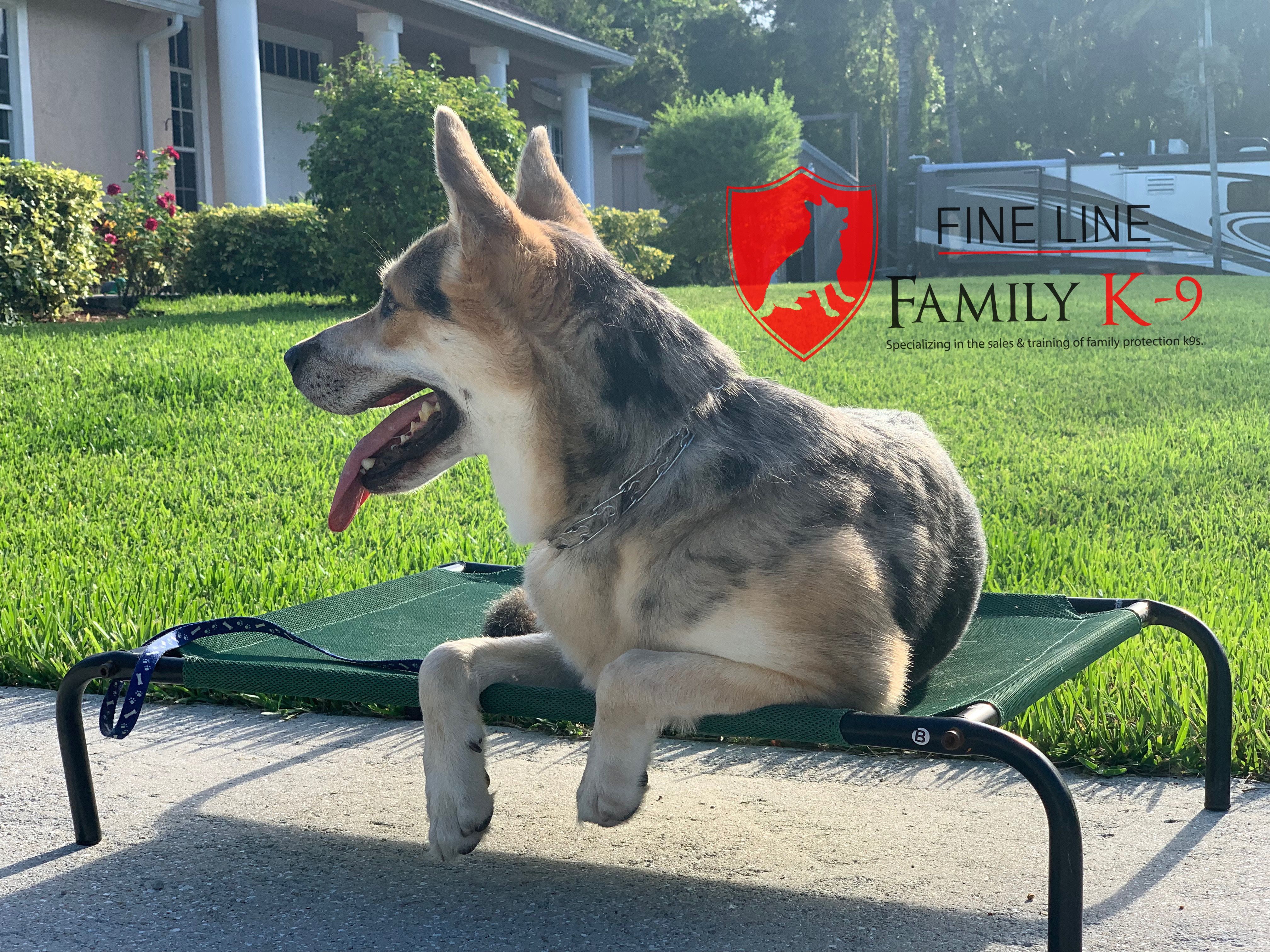 place training with dude boardandtrain dogtrainer dogtraining obedience workingdog dog dogs dogsofig d family protection dogs working dogs dog trainer