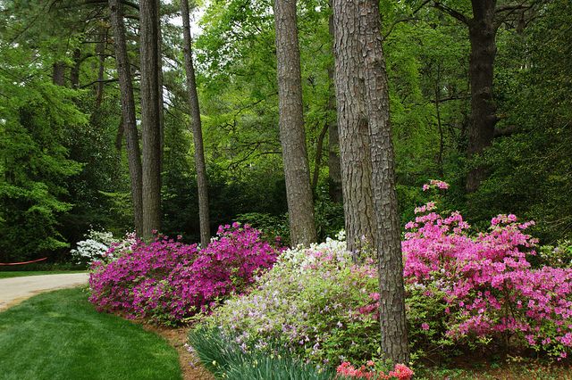 Azaleas In A Landscape Design Key Azaleas In A Landscape Design Key