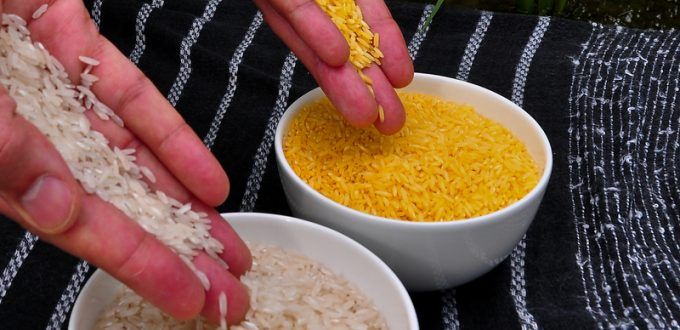 highlighting the world divide on the issue brazil recently refused highlighting the world divide on the issue brazil recently refused all u s grown gm crops