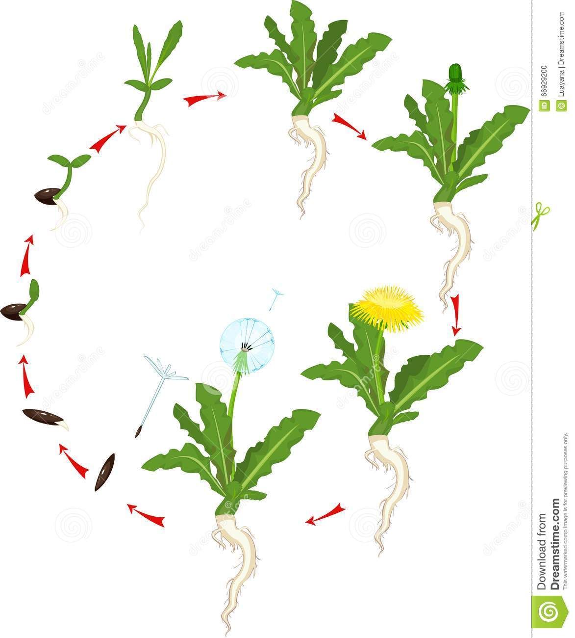 worksheet Life Cycle Of A Dandelion Worksheet life cycle dandelion white background 66929200 jpg jpg