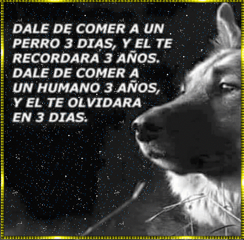 Sueños De Amor Y Magia Dale De Comer A Un Perro 3 Días Y El Te Recordará Perros Frases Mascotas Frases Animales Frases