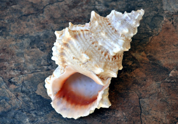 Red Mouth Frog Shell 5 6 Bursa Lissostoma By Seashellmart On Etsy Sea Shells Shells Seashells For Sale